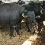 कर्णाली नदीमा झुलुङ्गे पुल बनेपछि आन्तरिक पर्यटकको घुइँचो