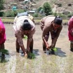 मनसुन ढिलाइले कर्णालीमा धान रोपाइँ सुस्त, जुम्लामा ९५ प्रतिशत सकियो