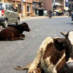 बजेटले अर्थतन्त्रलाई नयाँ दिशा दिने सिएनआईको विश्वास