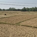 बाँकेमा खेतका फाँट धुलाम्मे 