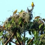 “कसले बनाउँला समृद्ध कर्णाली”