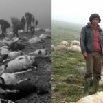 शीतलचिनीको व्यावसायिक उत्पादनमा जोडिएका भट्ट