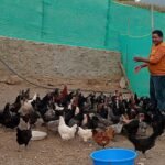 राप्तीमा डुबेर बेपत्ता दुईमध्ये एकको शव फेला, बालिकाको खोजी जारी