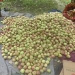 पाक्नुअघि नै बजारमा जुम्ली स्याउ