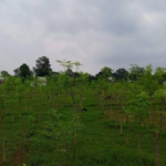 चट्याङले भेडा मार्यो, राज्यले किसानको पीडाको मूल्य १ हजार ८ सय ८६ रुपैयाँ तोक्यो