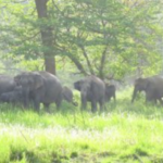 सीमामा लागूऔषधविरुद्ध कडाइ : रुपईडीहामा ५३ ग्राम ब्राउन सुगरसहित भारतीय नागरिक पक्राउ