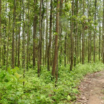 कर्णालीमा एक वर्षमा १७ हजारभन्दा बढी सेवा  ९५३ जनाको निःशुल्क शल्यक्रिया