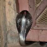 मुगु अदालतमा ७८ प्रतिशत मुद्दा फर्स्योट