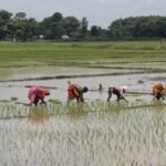 बाँकेमा ९३ प्रतिशतभन्दा बढी क्षेत्रमा धान रोपाइँ सम्पन्न, नियमित वर्षाले किसान उत्साहित