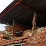 आलेख :  जहाँ पाक्छ निःशुल्कमा खाना   