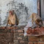 नेपालगञ्जमा बाँदरको टोकाइबाट पछिल्लो डेढ महिनामा ४० जना घाइते