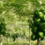 कर्णालीको बाढीले राजापुरमा चार घर डुबायो नदी तटीय बस्तीका बासिन्दा त्रसित