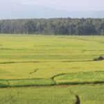 कर्णालीमा ६९ प्रतिशत खेतीयोग्य जमिनमा छैन सिँचाइ सुविधा
