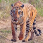 यातायात व्यवस्था कार्यालयबाट ३५ करोड राजस्व सङ्कलन