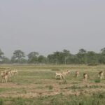 हिउँ छिचोल्दै डोल्पाबाट जोमसोम आइपुगे एक हजार भेडाच्याङ्ग्रा