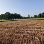 भैँसीपालनसँगै व्यापार गर्दै सलीम