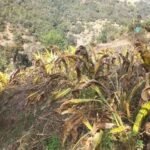 सन्दर्भः विश्व ‘अण्डा’ दिवस, अण्डाको उत्पादन र खपत बढाउन आवश्यक